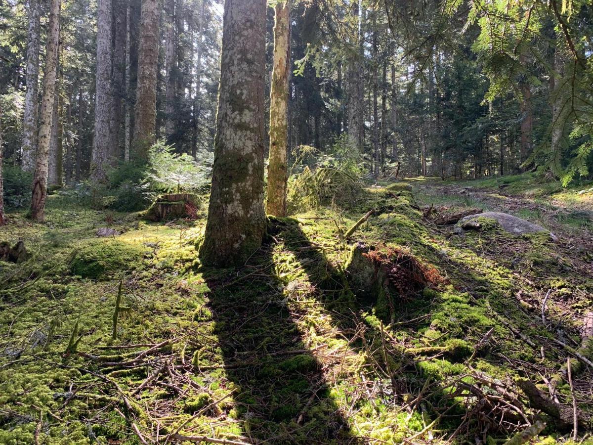 Gite " Oree Des Bois" Vertolaye Екстер'єр фото